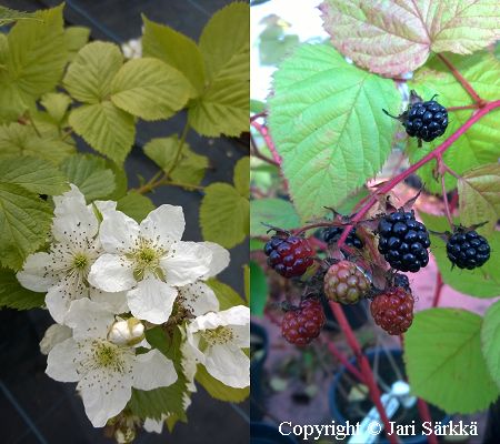 Rubus allegheniensis   'Sonja', mustavadelma
